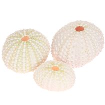 Artikel Maritieme decoratie zee-egel schelp roze, witte strooidecoratie 20 stuks