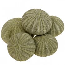 Artikel Maritieme decoratie zeeëgel decoratie groen zomerdecoratie Ø5-6cm 17 st