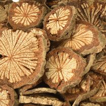 Artikel Mini houten schijfjes betelnootdecoratie met korrel 1-4,5cm 300g