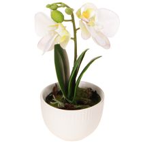 Artikel Mini orchideeën kunstmatige witte orchideeën in een pot 15cm