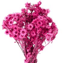 Artikel Mini Strobloem Roze Gedroogde Bloem Rotsbloem H20cm 15g