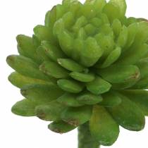 Mini - vetplant 6,5 cm 6st