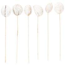 Artikel Mintolla balletje op stok mix whitewashed 6 st