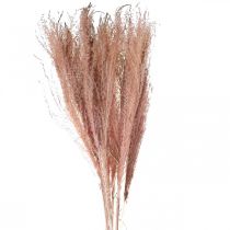 Droog gras lang roze vedergras deco Miscanthus 75cm 10st