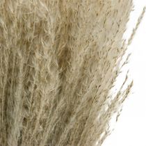 Artikel Droog Gras Miscanthus 55-75cm Vedergras Naturel 100p