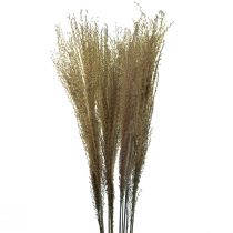 Artikel Miscanthus Chinees riet droog gras droge decoratie 75cm 10 st