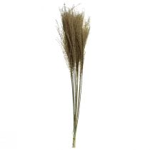 Artikel Miscanthus Chinees zilvergras decoratief gedroogd gras 75cm 10 stuks