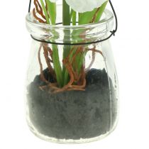 Artikel Papaver in een glas om wit H22cm op te hangen