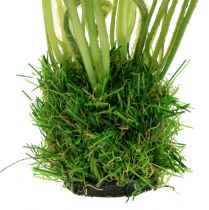 Artikel Papaverwit in het gras 23cm