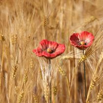 Artikel Keramische klaproos, romantische decoratie voor lentetuinen en bloemperken, 31 cm, 6 stuks