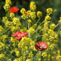 Artikel Keramische tuinsteker in de vorm van een klaproos, een bijzonder ontwerp voor bloemperken, 52 cm, 2 stuks