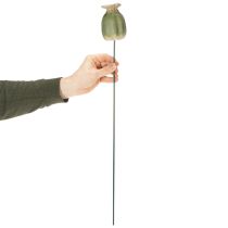 Artikel Tuindecoratie met klaprooszaadpeulen als stokjes voor een charmante tuin, 60 cm, 2 stuks