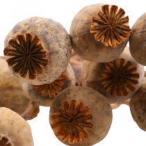 Poppy Capsule Deco Poppy Papaver Oranje Gedroogde Bloemen 70g