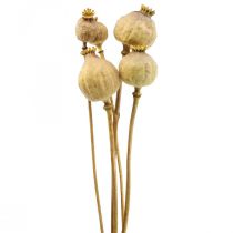 Poppy capsule droogbloemen geel papaver deco poppy 5st