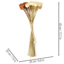 Artikel Gedroogde kunstmatige klaprooszaadpeulen, bosje in drie kleuren, 40 cm, 45 stuks