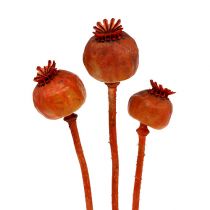 Klaprozen gekleurd oranje 100 stuks