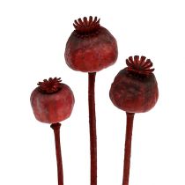 Papaverkopjes rood gekleurd 100 stuks