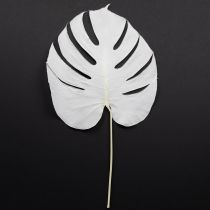 Artikel Monstera bladeren gebleekt decoratief raamblad H40cm 5 stuks