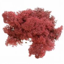 Artikel Decoratief mos voor handwerk Rood gekleurd natuurlijk mos in een zak van 40 g
