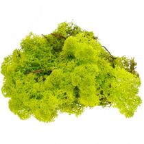 Deco mos lichtgroen rendiermos geconserveerd 400g