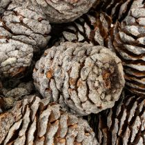 Artikel Murii kegels naturel 500g