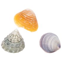 Artikel Decoratieve schelpen - Een unieke blikvanger voor badkamers en woonkamers - 300 g