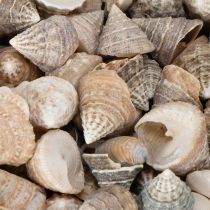 Artikel Decoratieve schelpen - Een unieke blikvanger voor badkamers en woonkamers - 300 g