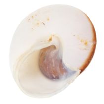 Artikel Decoratieve schelpen - Een unieke blikvanger voor badkamers en woonkamers - 300 g