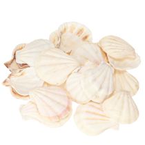 Artikel Schelpdecoratie Sint-Jakobsschelpen in naturel 3,5cm–4cm 300g