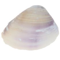 Artikel Schelpdecoratie mini kokkels slakkenhuisjes 1–3 cm 340 g