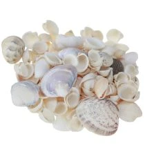 Artikel Schelpdecoratie mini kokkels slakkenhuisjes 1–3 cm 340 g
