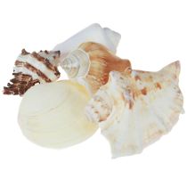 Artikel Schelpdecoratie schelpenmix slakkenhuizen 4–8 cm naturel 400 g