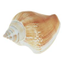 Artikel Schelpdecoratie schelpenmix slakkenhuizen 4–8 cm naturel 400 g