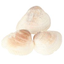 Artikel Schelpdecoratie schelpen wit bruin kokkels 5-7cm 300g