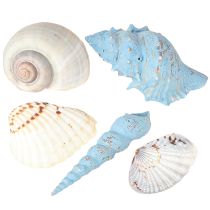 Artikel Schelpdecoratie slakkenhuisjes blauw naturel 3–5 cm 150 g