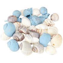 Artikel Schelpdecoratie slakkenhuisjes blauw naturel 3–5 cm 150 g