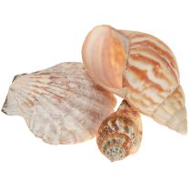 Artikel Schelp decoratie zeeslak naturel 350g × 3st