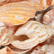 Artikel Schelp decoratie zeeslak naturel 350g × 3st