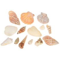 Artikel Schelp decoratie zeeslak naturel 350g × 3st