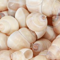 Artikel Mossel Umachi 500g