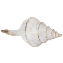 Artikel Decoratieve schelpvorm voor stijlvolle maritieme decoratie, 44 cm