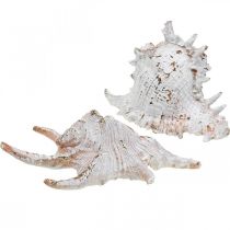 Schelpen, maritiem decor, slakkenhuizen wit-goud L22/17cm set van 2