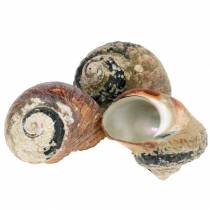 Artikel Tulband schelp alikreukel naturel 500g