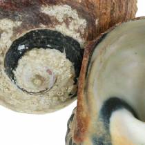 Artikel Tulband Schelp Alikreukel Naturel 500g