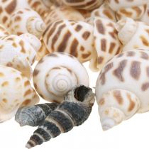 Schelpendecoratie, mini deco slak, zeeslakkenmix L2–4cm 780g