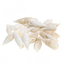 Deco slakken wit, zeeslak natuurlijke decoratie 2-5cm 1kg