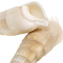 Deco slakken wit, zeeslak naturel decoratie 2-5cm 1kg