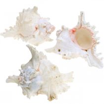 Artikel Schelp Chicoreus ramosus 16cm 3 st