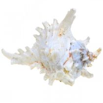 Artikel Schelp Chicoreus ramosus 16cm 3 st