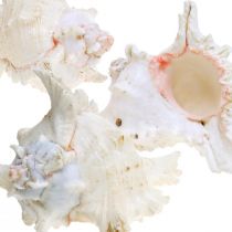 Artikel Schelp Chicoreus ramosus 16cm 3 st